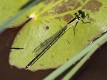 Ischnura pruinescens female